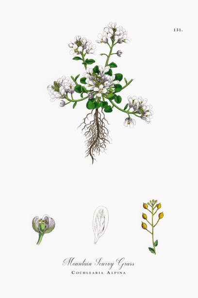 高山坏血病草，Cochlearia Alpina，维多利亚植物学插图，1863年图片下载