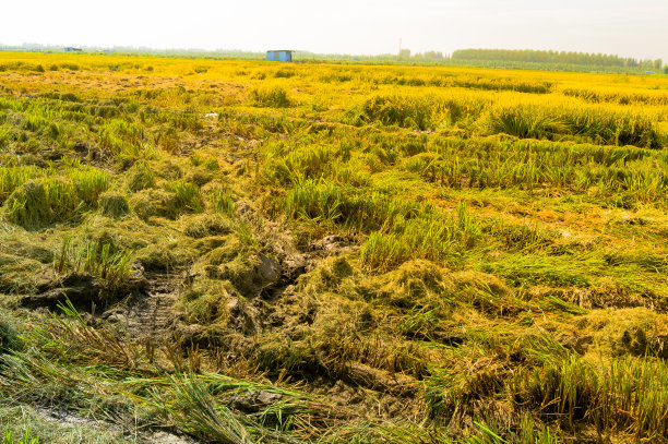 秋天稻田图片下载