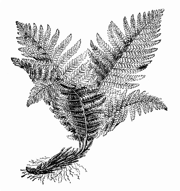 蕨类植物图片下载