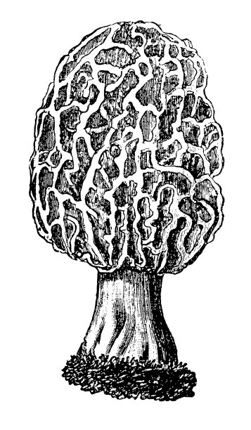 羊肚菌(羊肚菌，羊肚菌，黄羊肚菌，真羊肚菌，蘑菇羊肚菌，海绵羊肚菌)图片下载