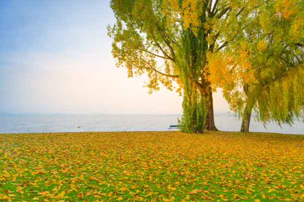 四季。秋天的风景。草地上铺满了黄叶。树木被风摇摆的树枝弄得模糊不清。图片下载