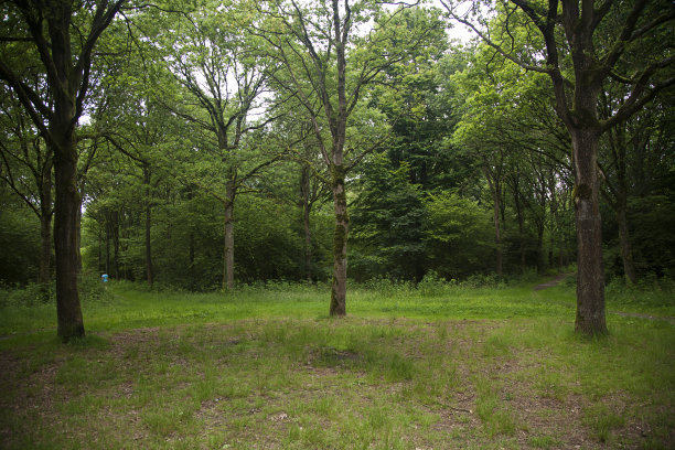 森林中心有星形图案的路径图片下载