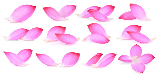 一套粉红色荷花花瓣孤立在白色的背景图片下载
