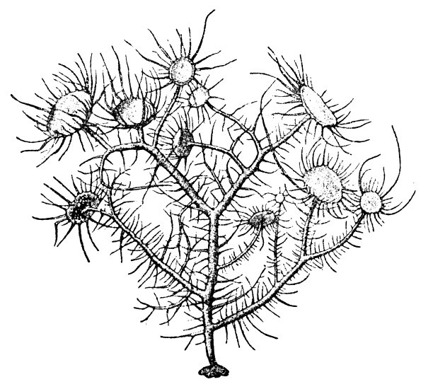 乌斯内亚·马纳图片下载