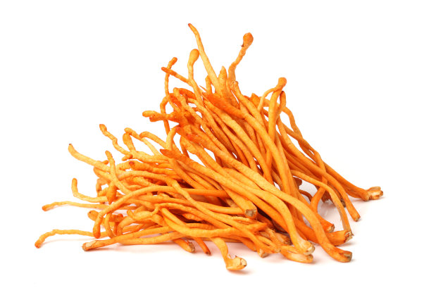 冬虫夏草蘑菇素材图片