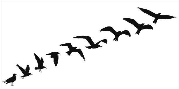 鸟的剪影飞离概念。矢量图图片下载