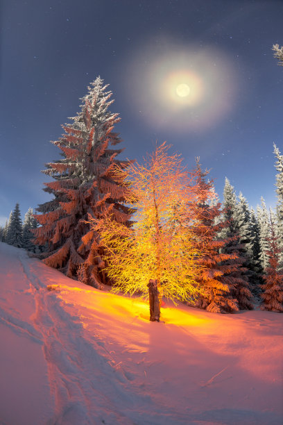 圣诞魔法树图片下载