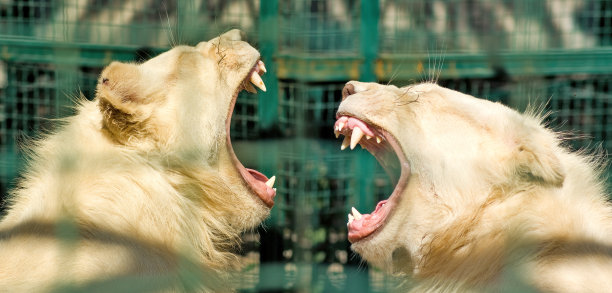 动物园里两只狮子的特写图片图片下载