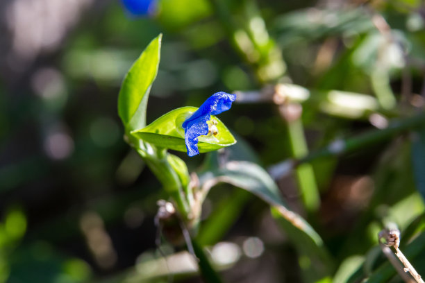 亚细亚鸭跖草图片下载