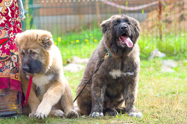 看门狗特写图片下载