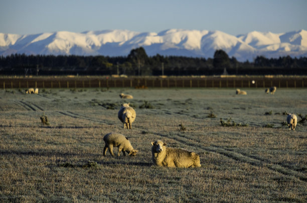 新西兰南阿尔卑斯地区的牧羊业图片下载