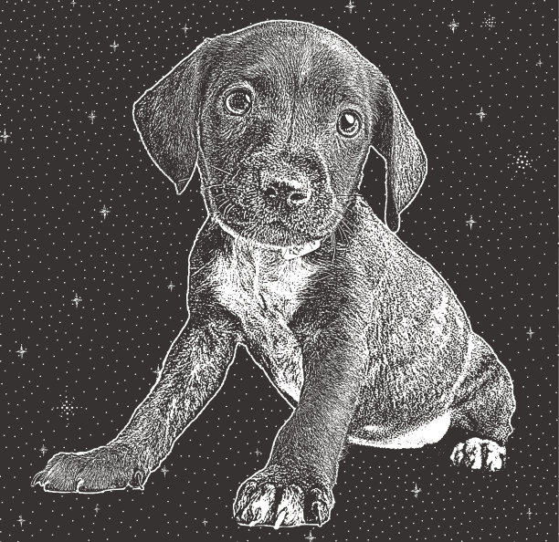 哈维飓风后从休斯顿救出的混血比特犬小狗。图片下载