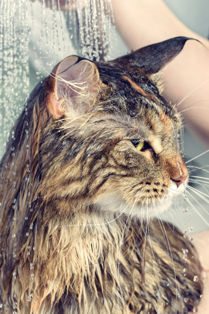 湿猫在浴缸里图片下载