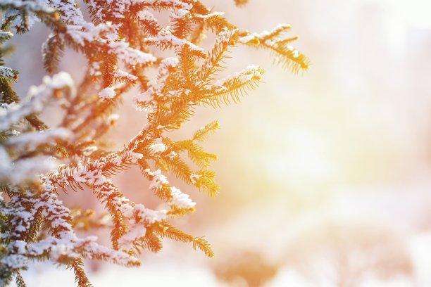 大雪节气图片素材ID：310293846