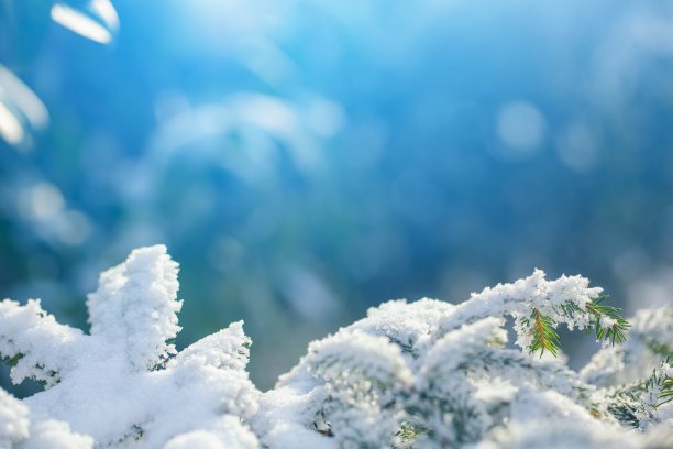 冬天的景象-结霜的松枝素材图片