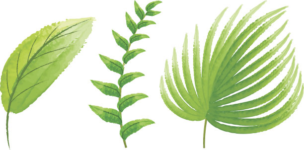 三种绿叶图片下载