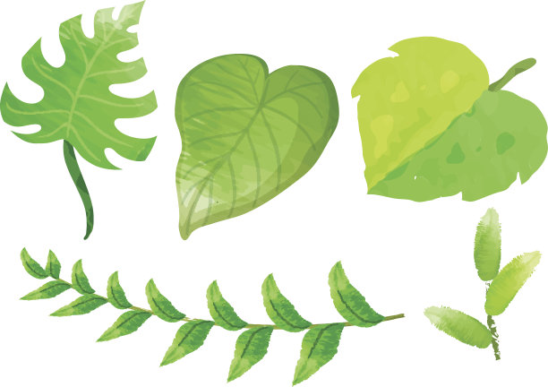 白色背景上的不同种类的叶子图片下载