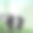 野生动物设计图片下载