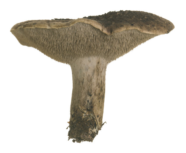 有鳞的牙齿真菌，有鳞的Sarcodon孤立在白色背景上。图片下载