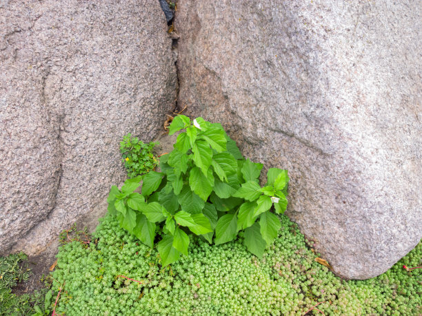 石头上的花。图片下载