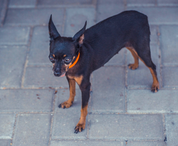 漂亮的玩具狗的近距离图片。有趣的玩具梗狗。图片下载