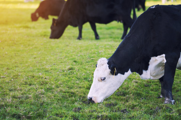 农场里的奶牛图片下载