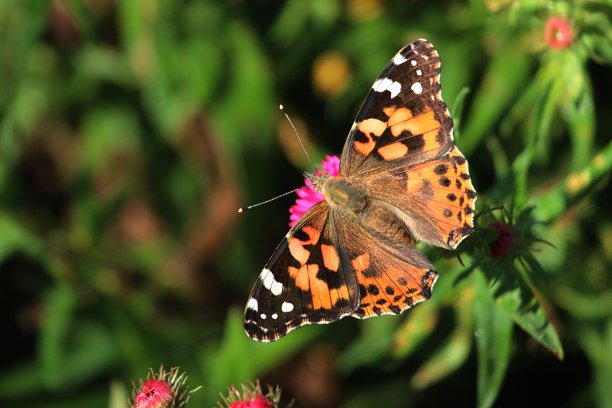 画蝴蝶夫人图片下载