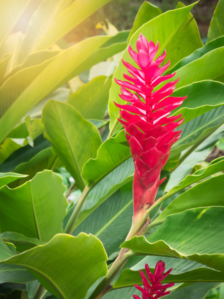 粉锥形姜或鸵鸟羽或红姜图片下载