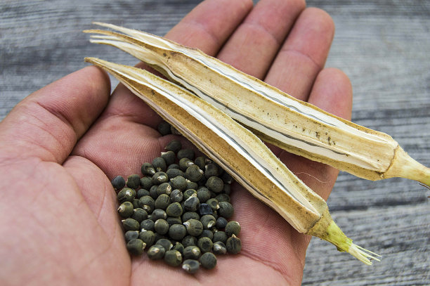 秋葵种子，秋葵产生种子，秋葵种子用于播种，素材图片