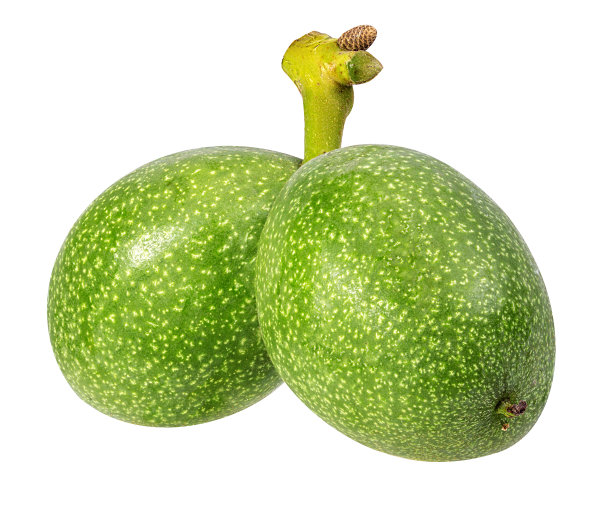 白色上孤立的核桃图片下载