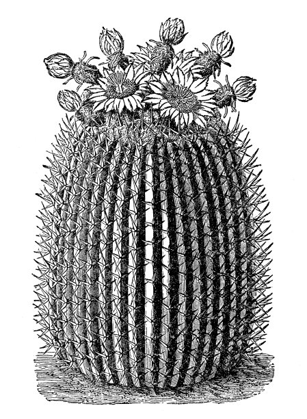 仙人掌的花图片下载