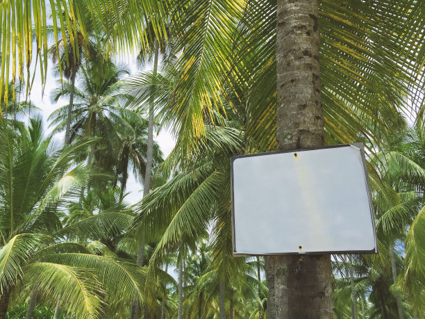 沙滩上棕榈树上的空木板图片下载