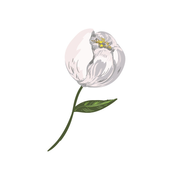 棉花孤立在白色背景上。矢量图图片下载