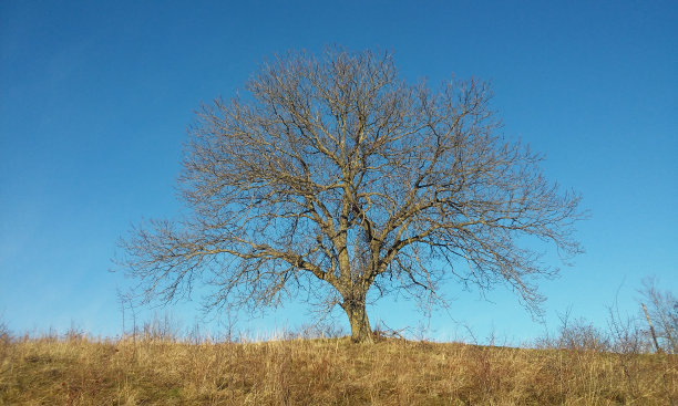 孤独的树图片下载