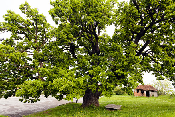 一棵美丽的老树图片下载