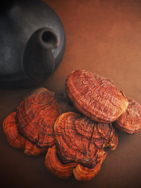 Ganoderma Lucidum - 灵芝香菇茶壶图片下载