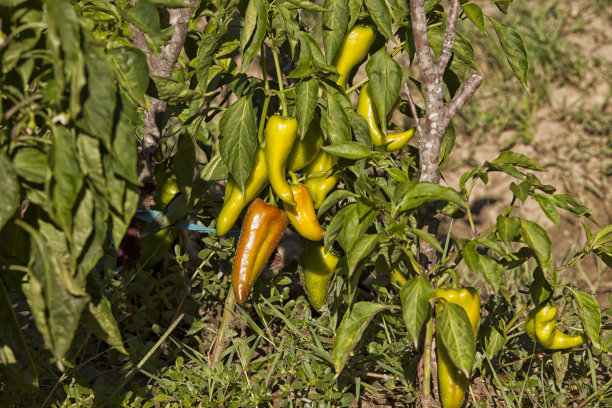 青椒枝 胡椒, 新鲜的, 的分支, 农业, 蔬菜, 彩色的, 自然, 自然的, 的发展, 食物, 生活, 树, 复古, 原油, 未开发的, 先进, 成熟, 绿色, 宏, 外野手, 种植, 尖辣椒, 甜辣椒, 青椒,图片下载