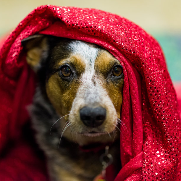 蓝色的Heeler肖像与红色的材料在她的头图片下载