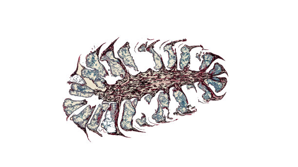 显微镜下的雄松球横切面图片下载