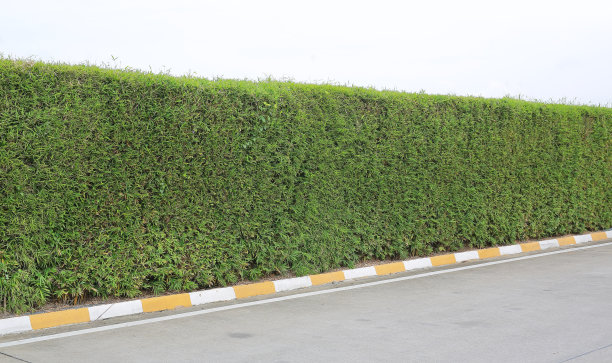 竹叶墙旁边的一条路。图片下载