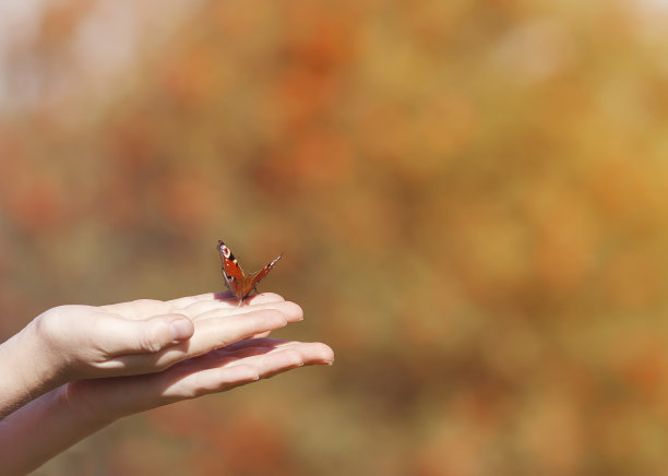 美丽的蝴蝶坐在女孩的手臂上，准备飞向天空迎接自由的阳光图片下载
