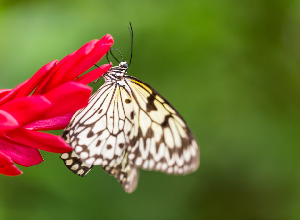 纸风筝或大树若虫蝴蝶图片下载
