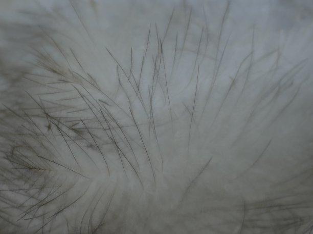 鸟的羽毛图片下载