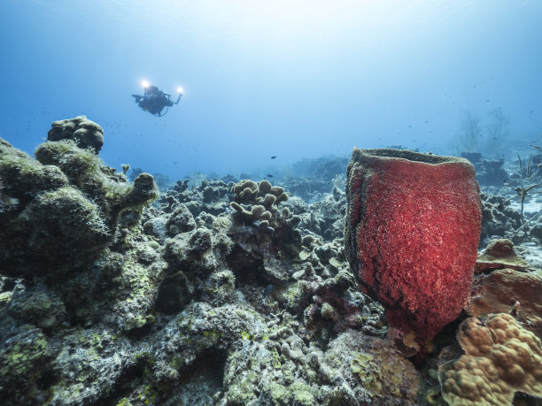 巨大的海绵在库拉索岛附近的加勒比海珊瑚礁和潜水员在蓝色背景图片下载