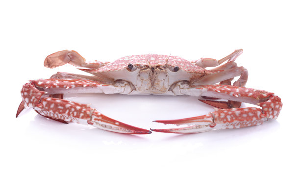 一只成熟的红蟹孤立在白色的背景上图片下载