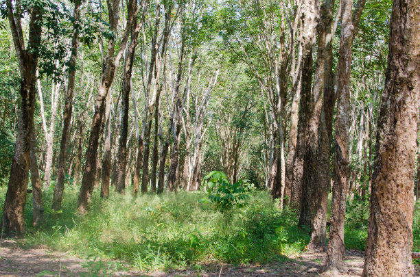 橡皮树的花园图片下载