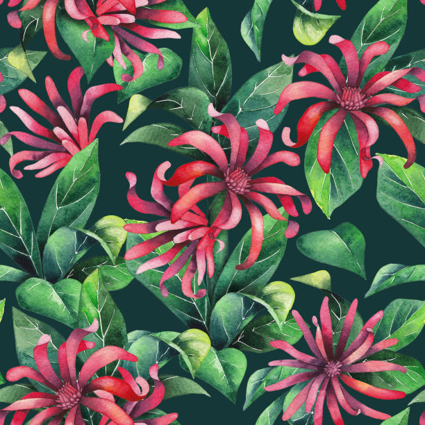 水彩八角茴香素材图片