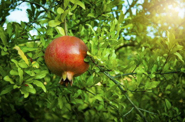 树上成熟的石榴图片下载