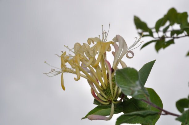 金银花的花图片下载