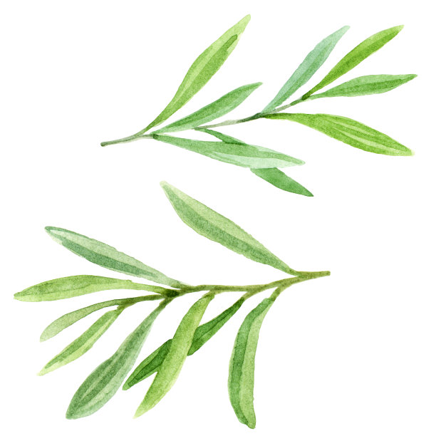 叶子插画素材ID：310417224